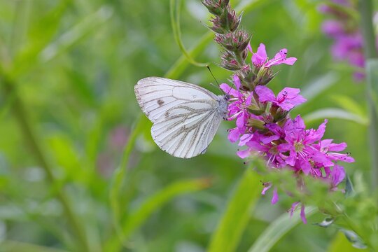 A small white butterfly (Pieris rapae) feeding on nectar from a purple loosestrife (Lythrum salicaria) flower, in a natural outdoor setting, with beautiful bokeh in the background, wildlife, insects, butterflies, diurnal butterflies, Wilnsdorf, North Rhine-Westphalia, Germany