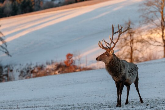 An Altai maral stag (Cervus canadensis sibiricus) stands in the early morning light on a snow-covered meadow in hilly terrain. Southern Siberia, northwestern Mongolia, northern Xinjiang province of China