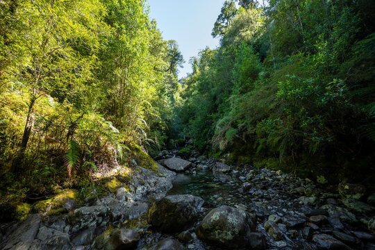 Stream flows through the forest, temperate rainforest, Valdivian or North Patagonian rainforest, Patagonia Verde, Parque Nacional Alerce Andino, Ruta de los Parques, Llanquihue, Los Lagos, Chile