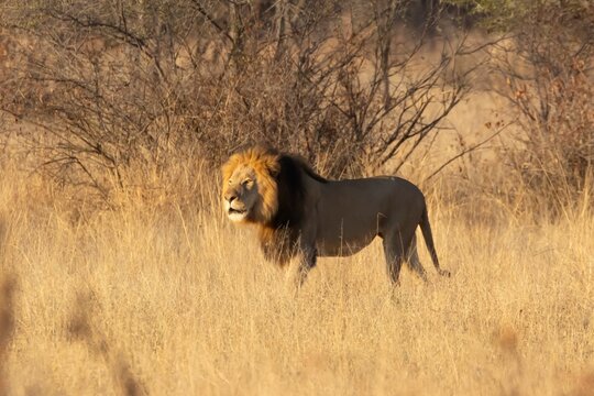 African lion (Panthera leo) adult male big cat animal roaring in a savannah grassland, Limpopo, South Africa