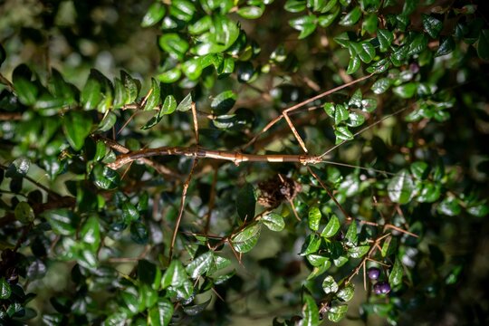 Palote, Bacunculus, Ghost Scare, Stick Insect Sitting on a Bush, Camouflage, Llanquihue, Los Lagos, Chile