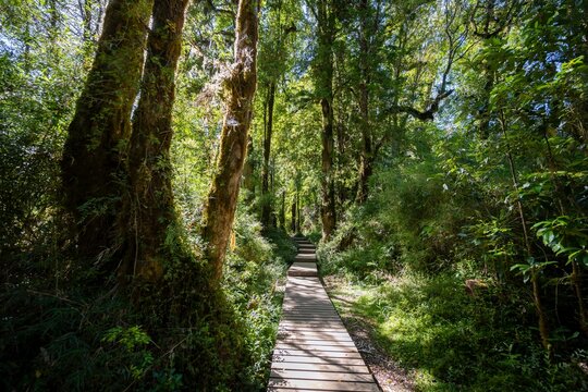 Timber path in dense temperate rainforest, Valdivian or Northern Patagonian rainforest, Patagonia Verde, Parque Nacional Alerce Andino, Ruta de los Parques, Llanquihue, Los Lagos, Chile