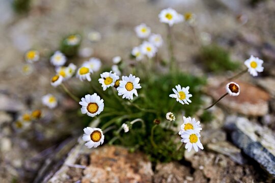 Flower of feverfew (Tanacetum parthenium), Canton of Graub&uuml;nden, Switzerland