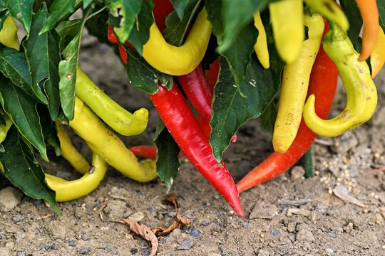 Fruits of the &lsquo;Sweet Banana' chilli (Capsicum annuum), Canton of Aargau, Switzerland