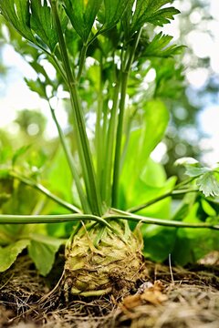 Celeriac (Apium graveolens), Canton of Aargau, Switzerland