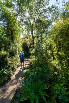 Hikers on a hiking trail in dense temperate rainforest with sun star, Valdivian or Northern Patagonian Rainforest, Patagonia Verde, Parque Nacional Alerce Andino, Ruta de los Parques, Llanquihue, Los Lagos, Chile