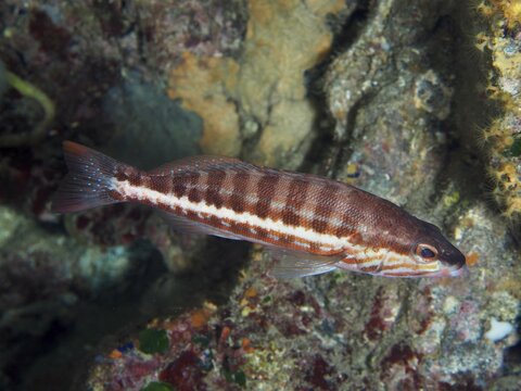 Striped fish, sawbass (Serranus cabrilla), in an underwater environment in the Mediterranean near Hy&egrave;res, Giens peninsula diving site, Porquerolles, Provence, C&ocirc;te d'Azur, France