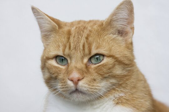 Domestic Cat (Felis silvestris catus), red tabby, portrait, Germany