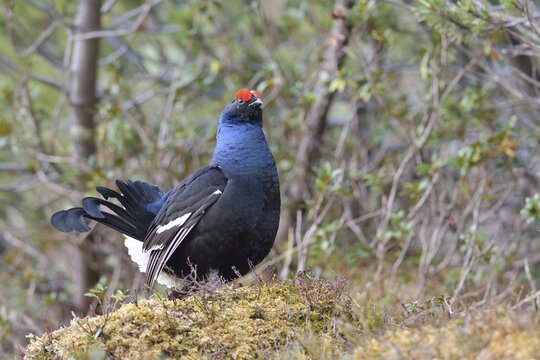 Black grouse (Lyrurus tetrix), Black Grouse cock, Tyrol, Austria