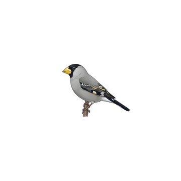 Japanese Grosbeak Illustration