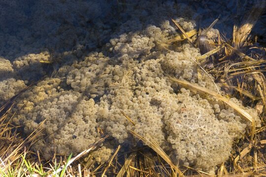 Common frog, common frog, rana temporaria, amphibians, amphibians, frog, frogs, spawn, spawning ball, amphibians