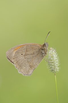 Meadow brown (Maniola jurtina), North Rhine-Westphalia, Germany
