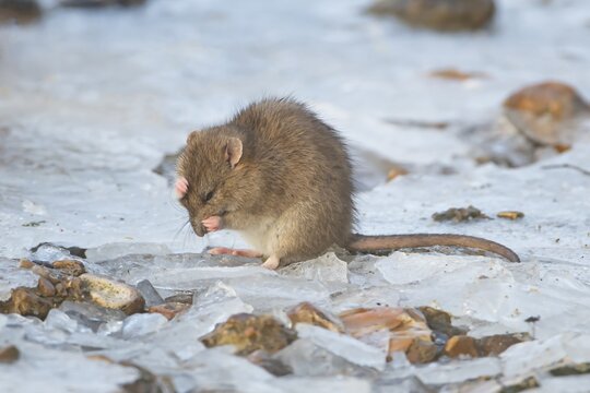 Brown rat (Rattus norvegicus) adult rodent animal washing its face on ice of a frozen lake in winter, England, United Kingdom