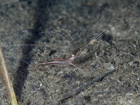 A shrimp with long, thin antennae, unicorn shrimp (Plesionika narval), crawls across the dark seabed in the Mediterranean near Hy&egrave;res, Giens Peninsula diving site, Porquerolles, Provence, C&ocirc;te d'Azur, France