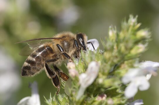 Apidae, apis mellifera, bees, European honey bee, European honeybee, hymenoptera, western honey bee, honey bee, honey bee, honeybee, insects, wild bees