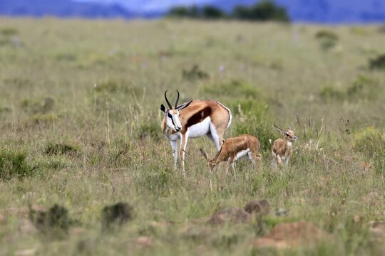 Springbok (Antidorcas marsupialis), adult, female, mother, young, vigilant, guarding, Mountain Zebra National Park, Eastern Cape, South Africa