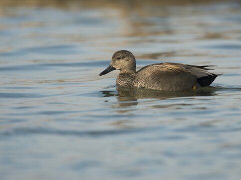 Gadwall (Anas strepera), Lake Constance, Baden-W&uuml;rttemberg, Germany