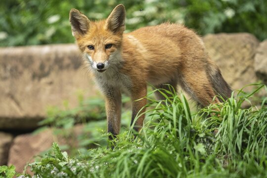 Red fox (Vulpes vulpes) cubs in a meadow, Germany