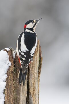 Great spotted woodpecker (dendrocopos major) at the woodpecker forge in the snow, Neuhaus im Solling, Lower Saxony, Germany