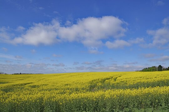 Endless rape fields and blue sky, spring, May, Funen, Denmark