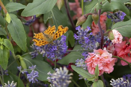 Comma butterfly (Polygonia c-album) adult insect feeding on garden blue Lavender plant flowers in summer, England, United Kingdom