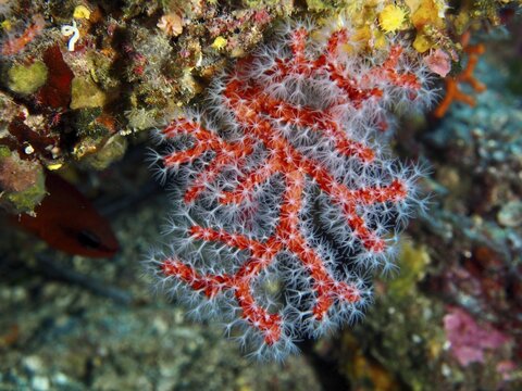 Red coral with fine white tips, noble coral (Corallium rubrum), spreading over an underwater rock, dive site Giens Peninsula, Mediterranean Sea, Porquerolles, Provence, C&ocirc;te d'Azur, France