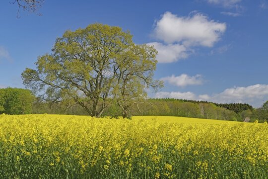 Rape fields in bloom and a single tree, May, Funen, Denmark