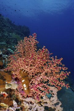 Pink coral, Godeffroy's soft coral (Siphonogorgia godeffroyi), on a steep underwater reef, dive site SD, Nusa Ceningan, Nusa Penida, Bali, Indonesia