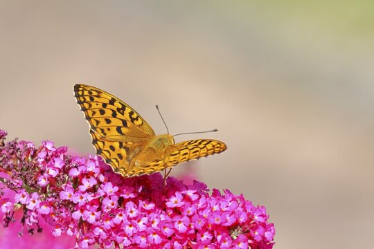 Emperor Moth (Argynnis paphia) on a flower panicle of summer lilac or butterfly bush (Buddleja davidii), wildlife, insects, butterflies, diurnal butterflies, Wilnsdorf, North Rhine-Westphalia, Germany