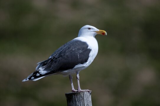 Black-backed gull, great black-backed gull, great black-headed gull, larus marinus, clotted gull, Norway, varanger, birds, charadriiformes, gulls, limbols, seagulls, birds