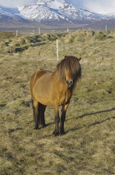 Brown horse standing on a pasture in front of a mountain in a natural environment, humour, mane on face, Skagarfj&ouml;rfur, Iceland