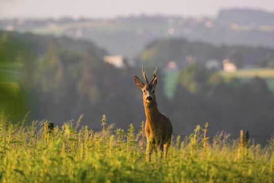 A roe deer buck (Capreolus capreolus) stands in a meadow in the first light of the day