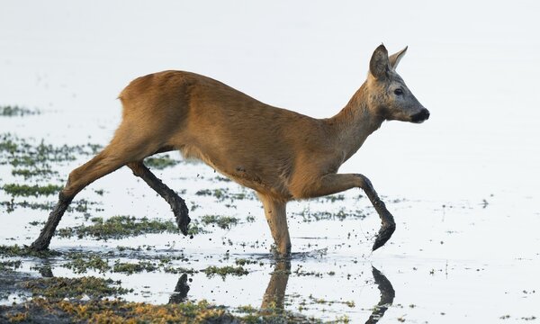 Roe deer (Capreolus capreolus), young roe buck running through the shallow water zone of a lake, warm morning light, wildlife, Lower Saxony, Germany