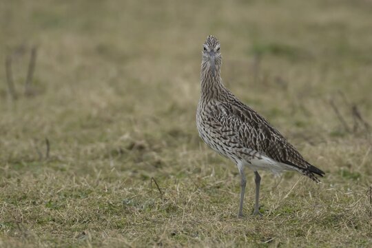 Eurasian curlew (Numenius arquata) adult bird standing on grassland, Lincolnshire, England, United Kingdom