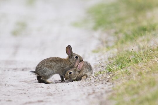 Young european rabbit (Oryctolagus cuniculus), Emsland, Lower Saxony, Germany