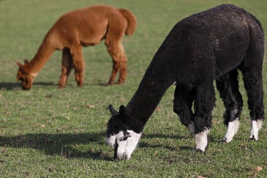 Grazing alpacas (Vicugna pacos), Germany