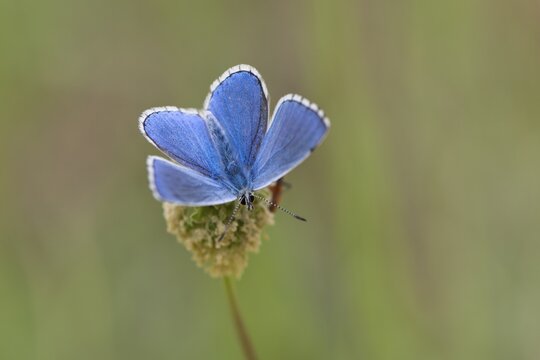 Amanda's Blue (Plebicula amanda), male, Rothenstein nature reserve, Thuringia, Germany