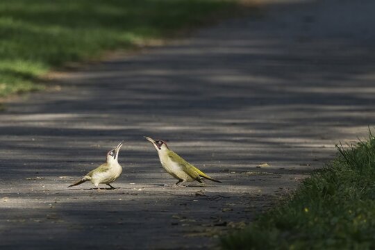 Two green woodpeckers (Picus xanthopygaeus) standing on a shady path, courtship behaviour, Hesse, Germany