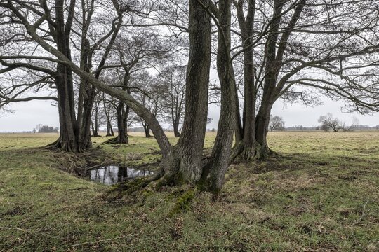 Old alders (Alnus glutinosa) in meadow landscape, Lower Saxony, Germany