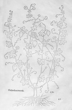 Garden balsam, garden balsam (Impatiens balsamina), woodcut by Leonhart Fuchs, from New Kre&uuml;terbuch, neues Kr&auml;uterbuch, Michael Isingrin, Basel, Switzerland, 1543