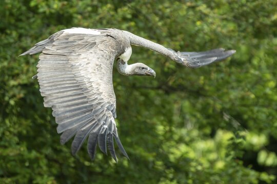 Griffon vulture (Gyps fulvus) in flight, Germany