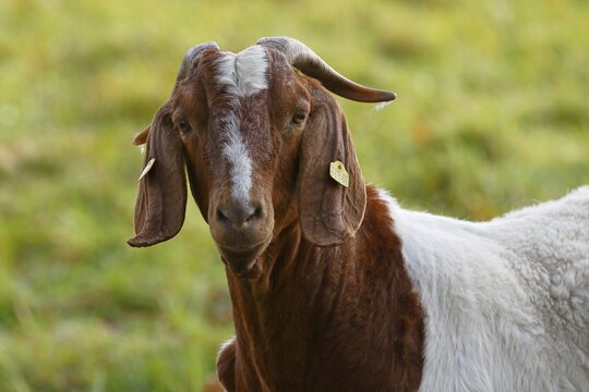 BoersDomestic Goat (Capra aegagrus hircus) animal portrait, Schleswig-Holstein, Germany