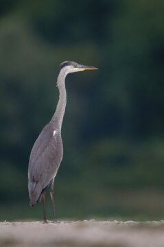 Ardea cinerea, heron, gray heron, birds, ciconiiformes, high size, portrait, heron, walking birds, wading birds, birds