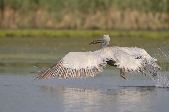 Dalmatian Pelican (Pelecanus crispus), Danube Delta, Murighiol, Romania, Europe