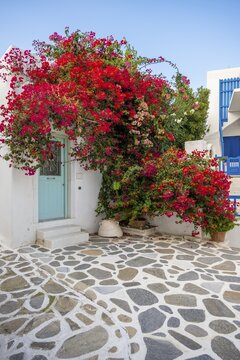 Flowering bougainvillea, Cycladic house, old town of Parikia, Paros, Cyclades, Greece
