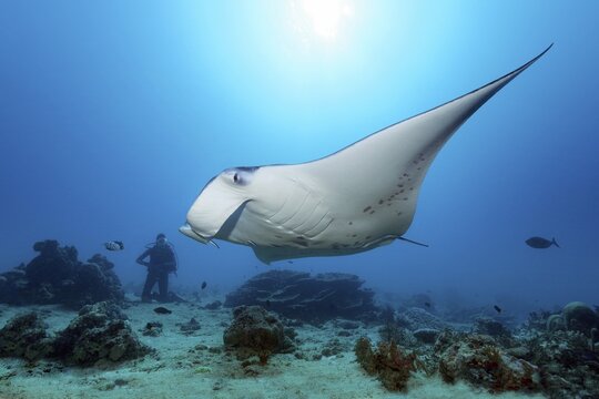 Diver observes reef manta ray (Mobula alfredi), Great Barrier Reef, Unesco World Heritage, Coral Sea, Pacific, Australia