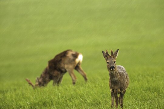 European roe deer (Capreolus capreolus) fawn in winter coat with short velvet horns and injury to the right eye in pouring rain on a meadow, Allg&auml;u, Bavaria, Germany