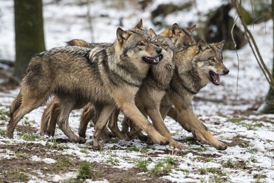 Gray wolf (Canis lupus), pack, winter, Neuhaus, Lower Saxony, Germany