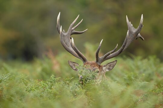 Red deer (Cervus elaphus) adult male stag amongst Bracken leaves, Surrey, England, United Kingdom