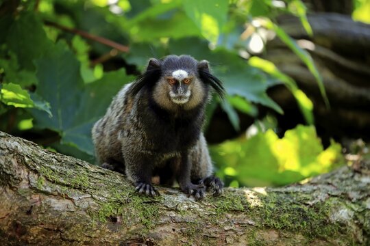 Wied's marmoset (Callithrix kuhlii), adult, sits on branch, vigilant, captive
